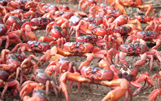 澳洲聖誕島上的紅蟹大遷徙 堪稱世界奇觀