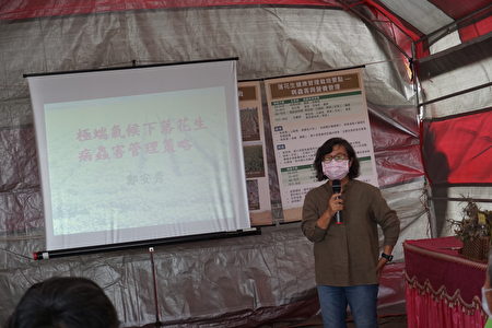 前台南區農業改良場主秘鄭安秀講述在極端氣候下落花生病蟲害的管理策略。