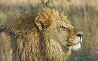 南非獅子與遊客車輛玩拔河 導遊：從未見過