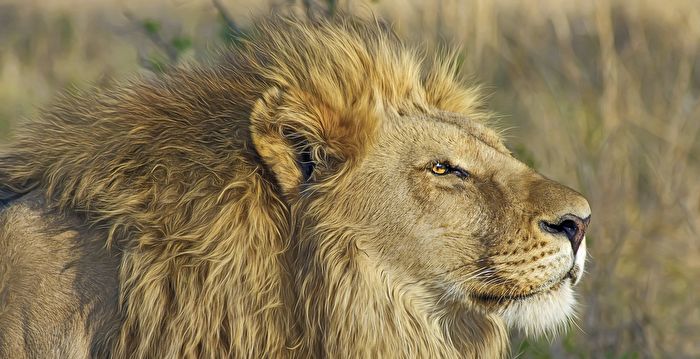 南非狮子与游客车辆玩拔河 导游：从未见过