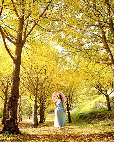 武陵農場11月可賞銀杏，吸引遊客美拍。
