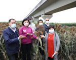 減緩地層下陷 雲林鼓勵農民種植高粱 每公頃補助6萬元