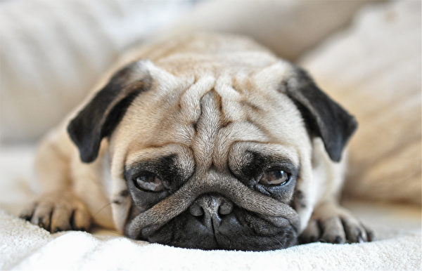 Almond,The,Pug,公寓犬