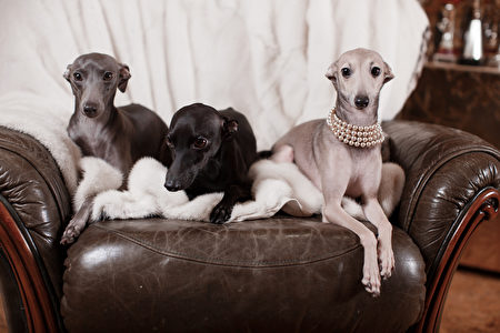 Playful,Italian,Greyhound,On,A,Couch,With,A,Chew,Toy,公寓犬
