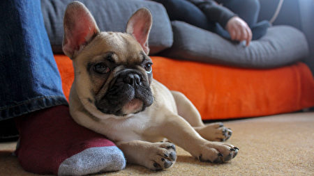 French,Bulldog,Puppy,Resting,On,Owners,Foot,Relaxing