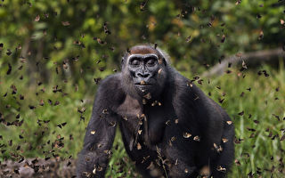 摄影获奖作品：大猩猩“快乐”穿过蝴蝶群