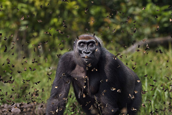 攝影獲獎作品：大猩猩「快樂」穿過蝴蝶群