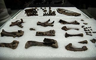 智利发现新品种恐龙化石 尾巴像刀片