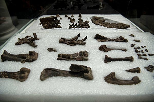 智利發現新品種恐龍化石 尾巴像刀片