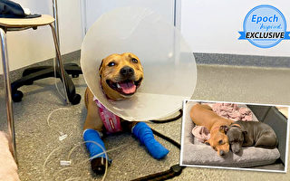 受重傷的狗從蛇的攻擊中救出「犬兄弟」