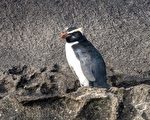稀有企鹅从鲨鱼袭击及500公里旅程中幸存