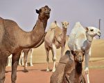 沙国年度骆驼选美大赛 逾40只因整形被淘汰