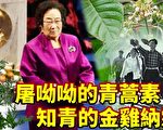 李清：屠呦呦的青蒿素和知青的金鸡纳霜