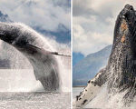 组图：女子辞职 拍摄座头鲸跃出水面壮观场景