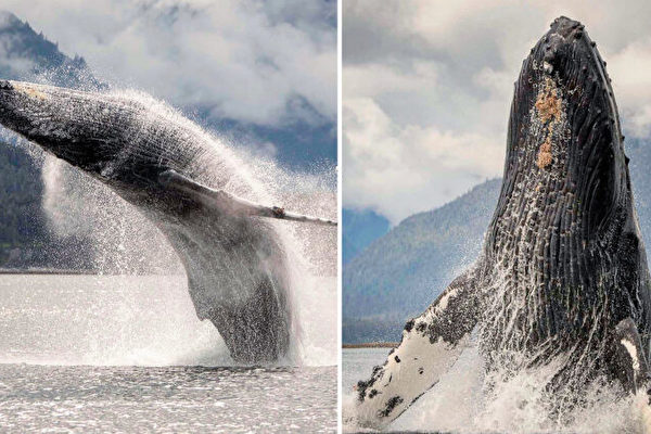 組圖：女子辭職 拍攝座頭鯨躍出水面壯觀場景