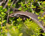 新西兰南岛发现了两种新的蜥蜴物种