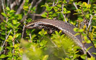 新西蘭南島發現了兩種新的蜥蜴物種