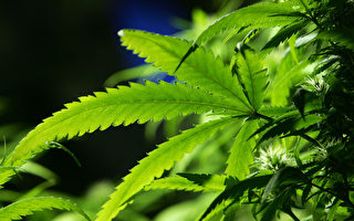 纽约州超过400个乡镇对大麻销售说“不”