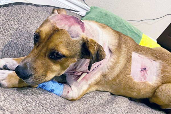 保護主人免受襲擊 加州忠犬遭山獅咬重傷