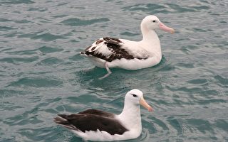 新西兰与西班牙合作 联手保护濒临灭绝海鸟