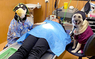 兽医护士以滑稽的狗照片赢得摄影比赛头奖
