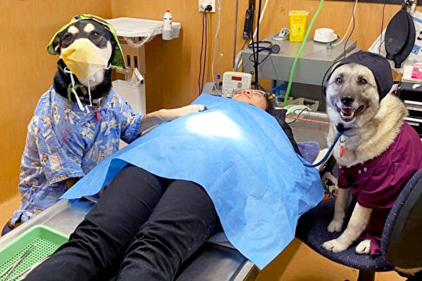 獸醫護士以滑稽的狗照片贏得攝影比賽頭獎