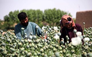 【名家专栏】阿富汗将成中共下个毒品基地