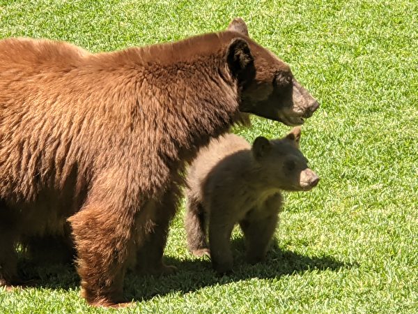 母熊紮營蒙羅維亞民宅 屋主猜將產小熊