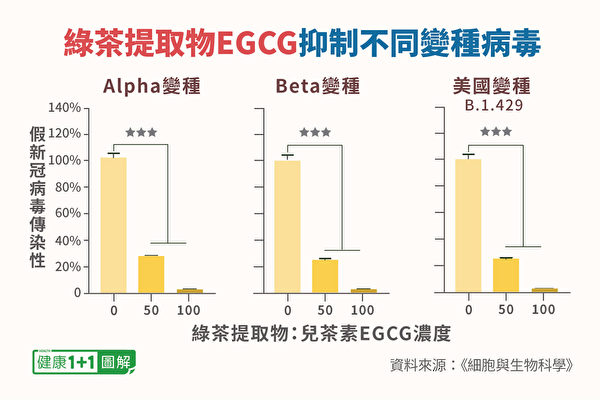 EGCG都可將病毒抑制在30%左右，針對Alpha變種、Beta變種都有效。 （健康1+1／大紀元）