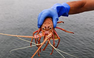 捕撈季開始 120萬隻龍蝦將被送上聖誕餐桌