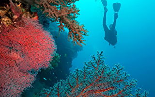 最佳潛水目的地 菲律賓三度蟬聯世界旅遊獎
