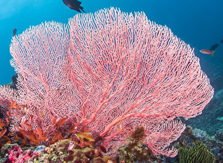 位在八打雁省的阿尼洛距離馬尼拉僅2小時車程，是菲律賓最容易到達的潛水目的地一，壯麗的珊瑚礁群就像進入海底童話世界般。