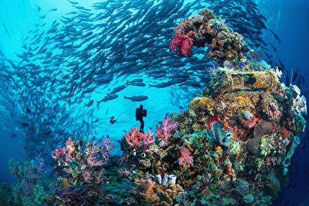 菲律賓海底世界的精彩不輸陸地，眾多潛點各具特色成為全球潛客鍾情的夢幻天堂。