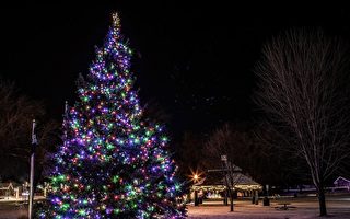 老人43年前種的聖誕樹成節日亮點 高15米