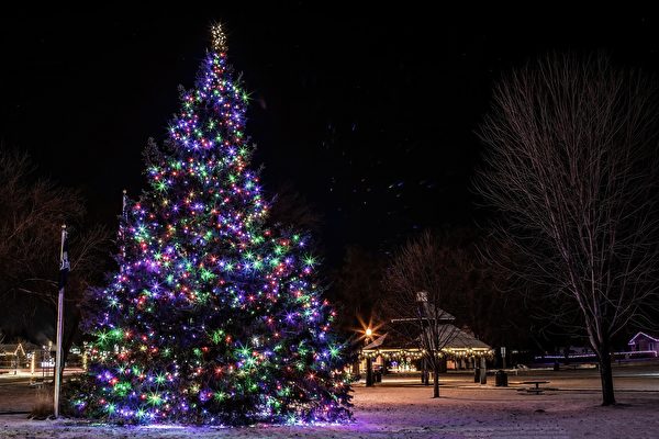 老人43年前种的圣诞树成节日亮点 高15米