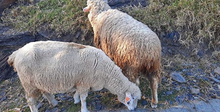 为逃命撞碎玻璃窗 绵羊逃离芝加哥屠宰场