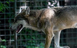 法国动物园9只狼集体出逃 当局暂时休园