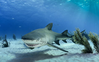 摄影师抓拍到鲨鱼似乎在微笑的瞬间 难以置信