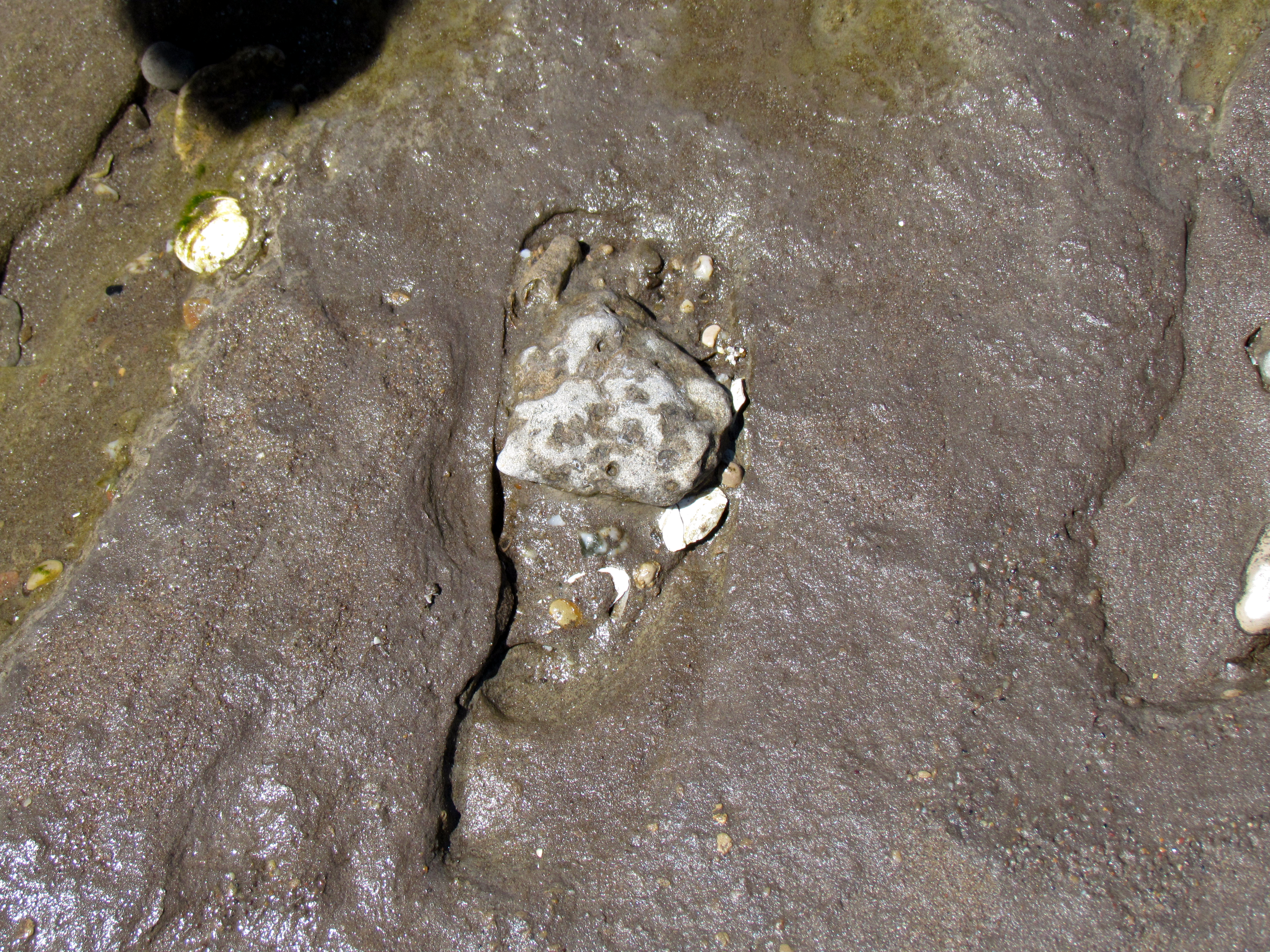 在阿根廷发现的2万年前的人类脚印化石。(Shutterstock)