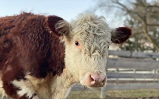 皇后區屠宰場出逃小母牛 獲安置於新州保護區