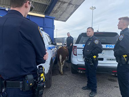 小母牛出逃當天下午，紐約市警局（NYPD）警員幫助將母牛護送到動物救援車上。