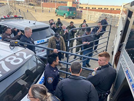 在紐約市警局(NYPD)警員的幫助下,出逃小母牛被護送到動物救援車上。