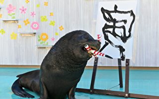 組圖：日本海獅揮毫寫「寅」字 迎接虎年到來