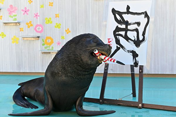 組圖：日本海獅揮毫寫「寅」字 迎接虎年到來