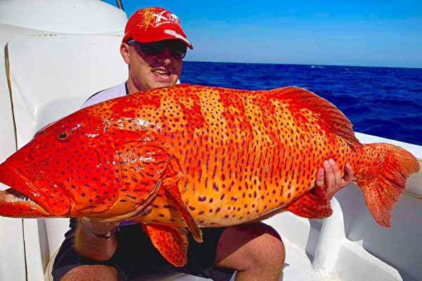 男子钓到31磅珊瑚石斑鱼 打破世界纪录