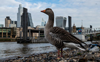 英国首席兽医官警告：禽流感正在大规模爆发