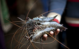乔州食用虾捕捞季12月31日结束