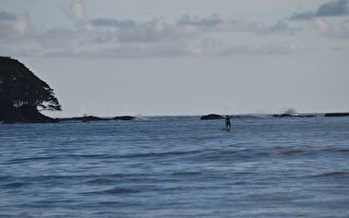 无人机拍到鲸鱼用鳍推动冲浪者坐的划水板