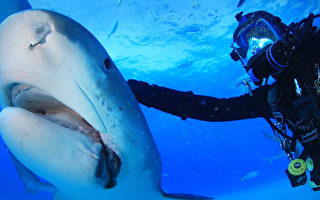 組圖：潛水員與虎鯊結下20年友誼