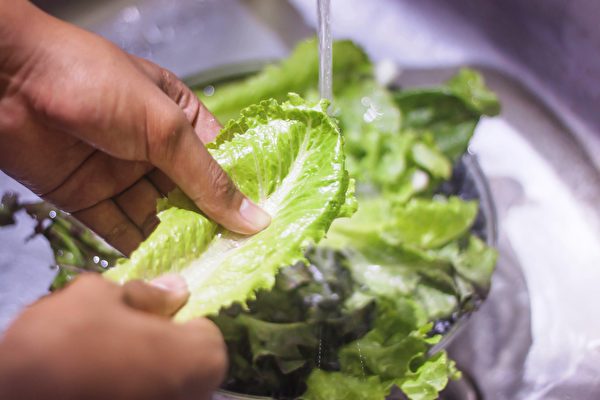 清洗莴苣生菜时，冲洗方向是叶朝上，柄朝下，并以手指轻搓叶柄。(Shutterstock)